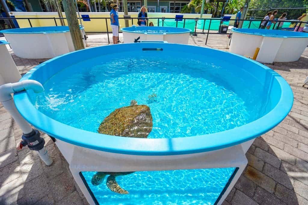 Loggerhead Marinelife Center