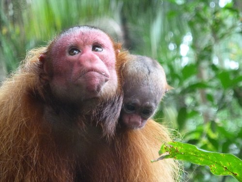 Luxury Family Peru Travel