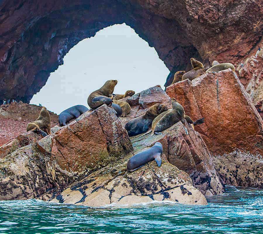  Zip through the archipelago on a private speedboat before charting course to the Paracas National Reserve, where blue-footed boobies strutting across rocky beaches is a sight neither you nor your kids will quickly forget or cease talking about.