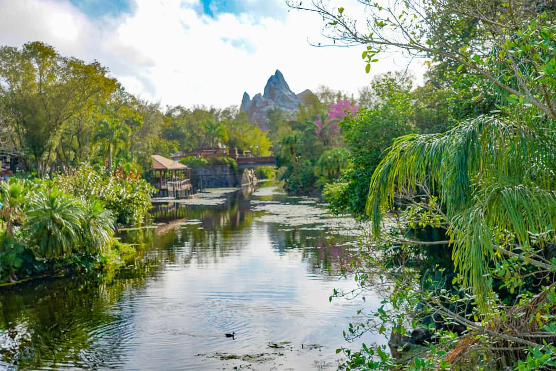 Animal Kingdom