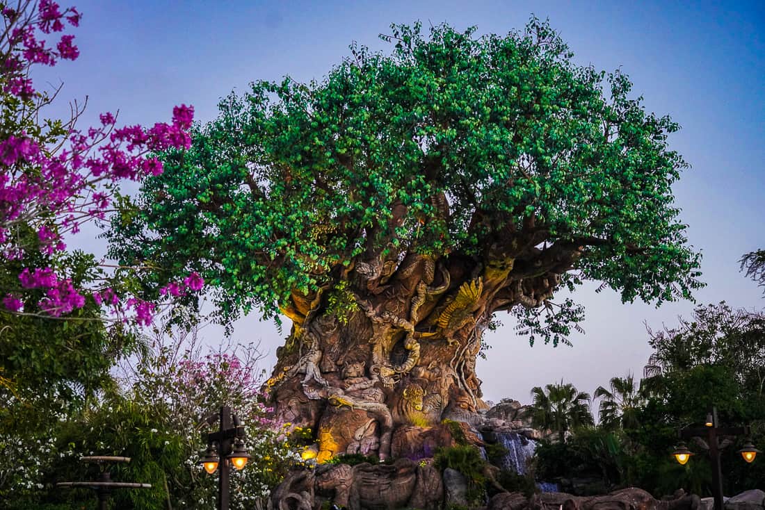 Animal Kingdom Tree of Life