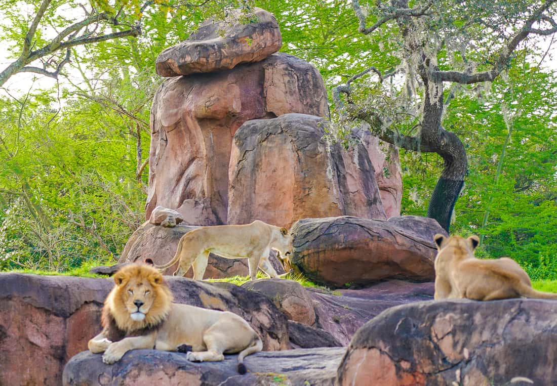 Disney Animal Kingdom Safari