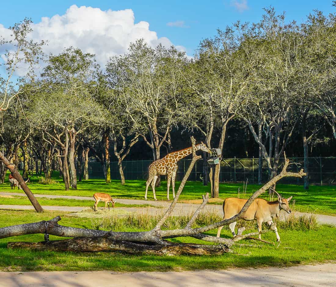 animals at the magic kingdom in disney world