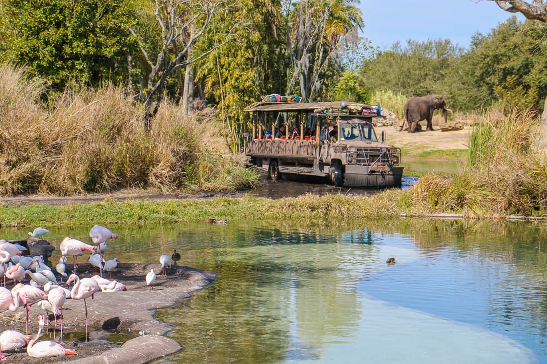 Disney Animal Kingdom Safari