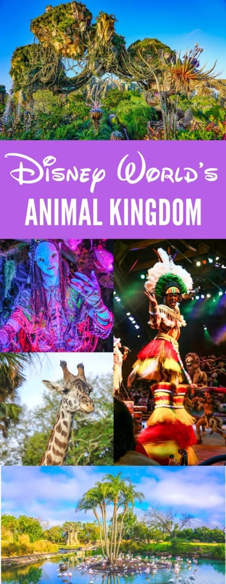 Disney Animal Kingdom Guide to Pandora and the best rides as well as the best rooms and restaurants at Animal Kingdom Lodge