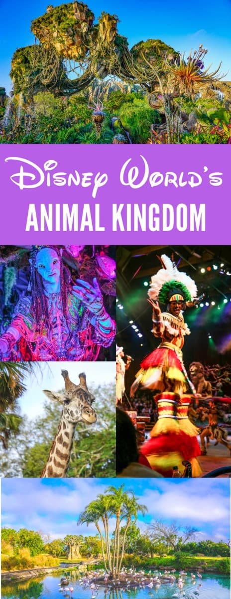 Disney Animal Kingdom Guide to Pandora and the best rides and Restaurants