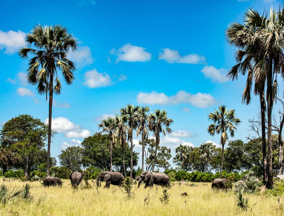 Botswana-safari-family-african-safari-vacation