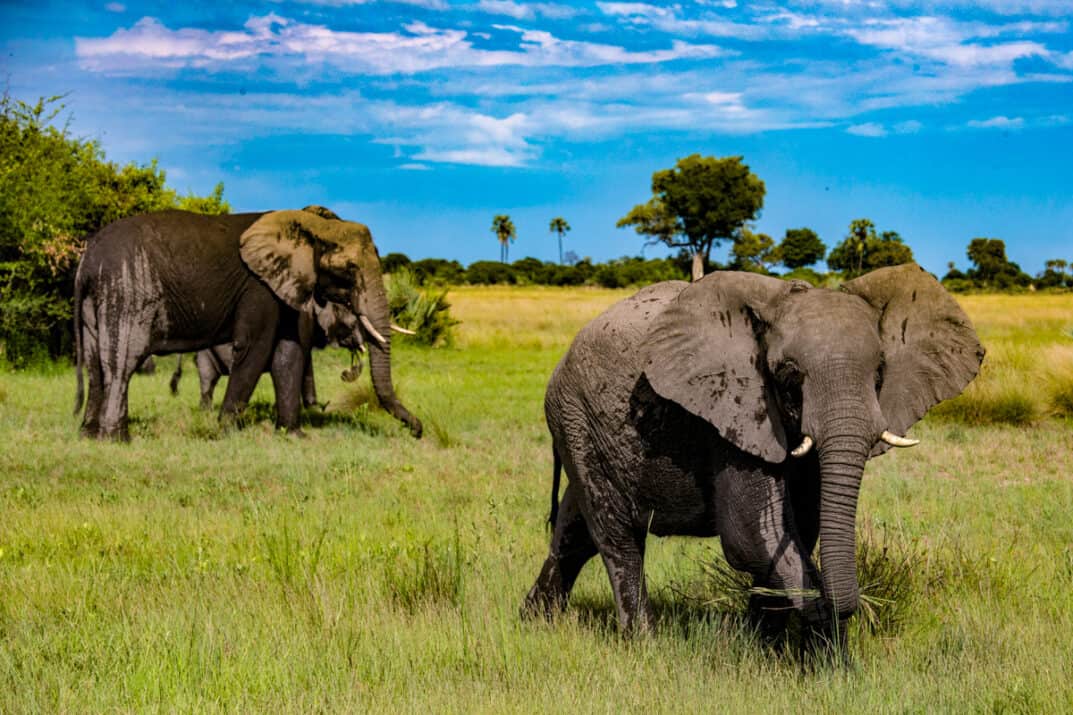 This Botswana Safari Belongs on Your Family Bucket List