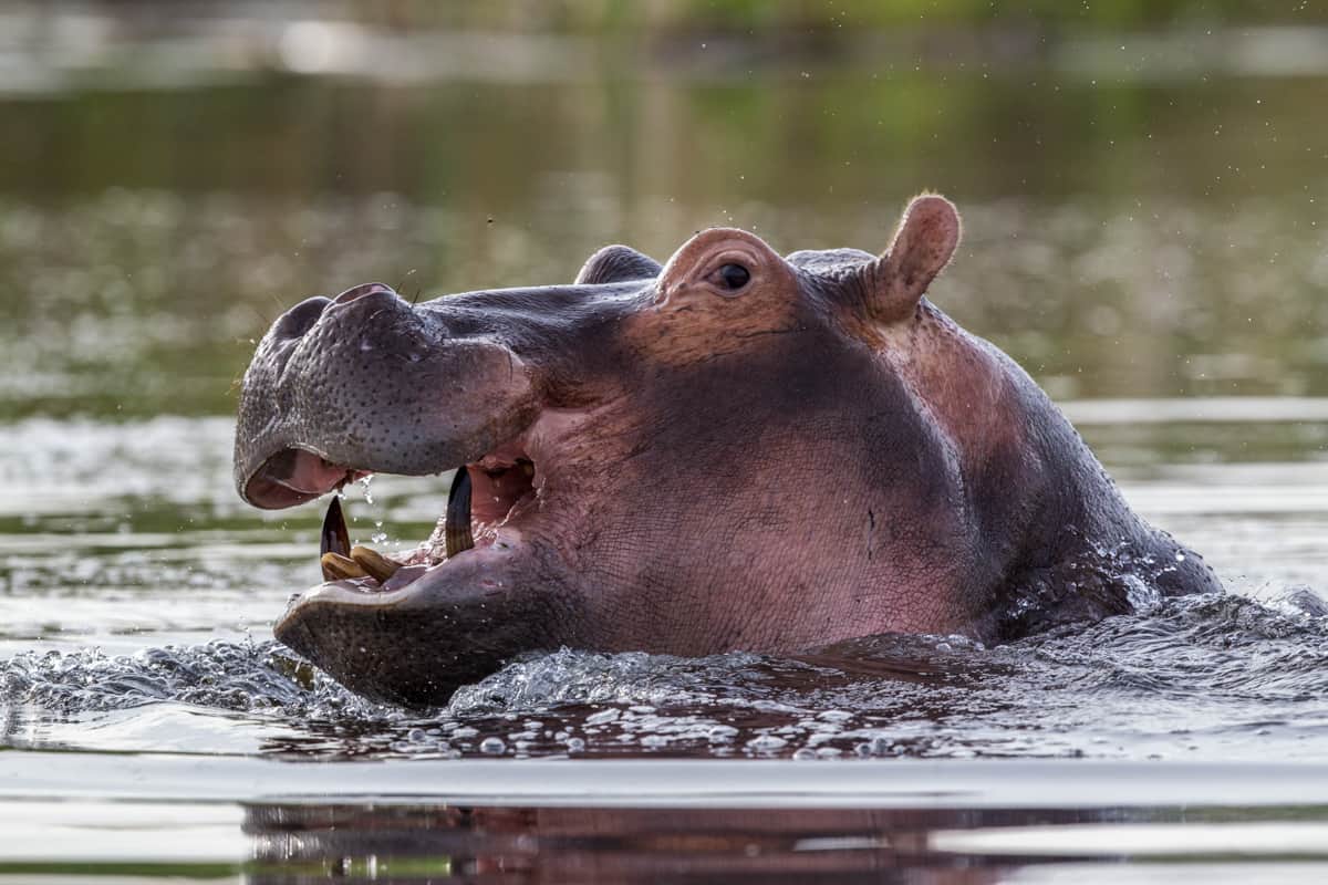 Botswana-safari-family-african-safari-vacation