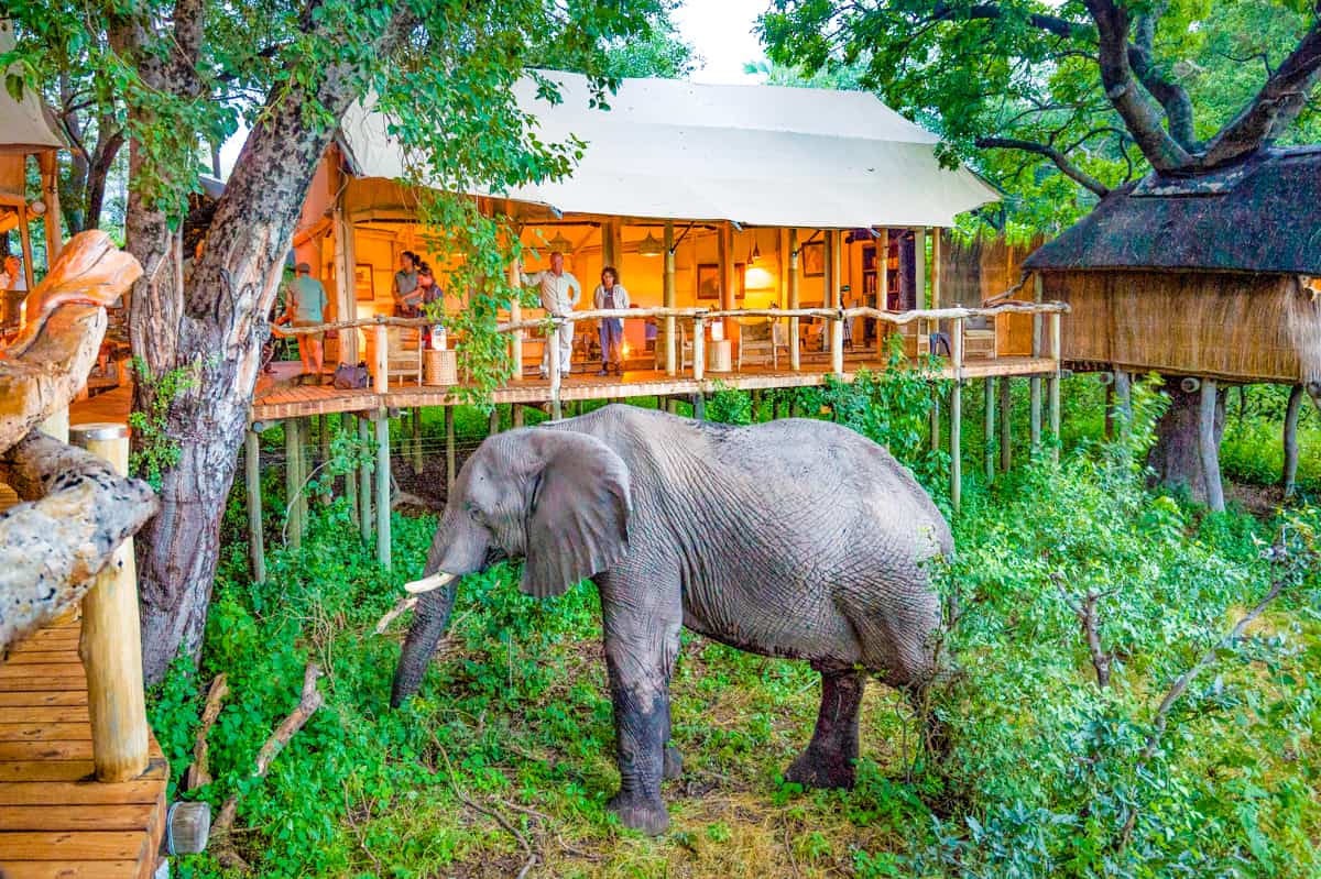 Botswana-safari-family-african-safari-vacation