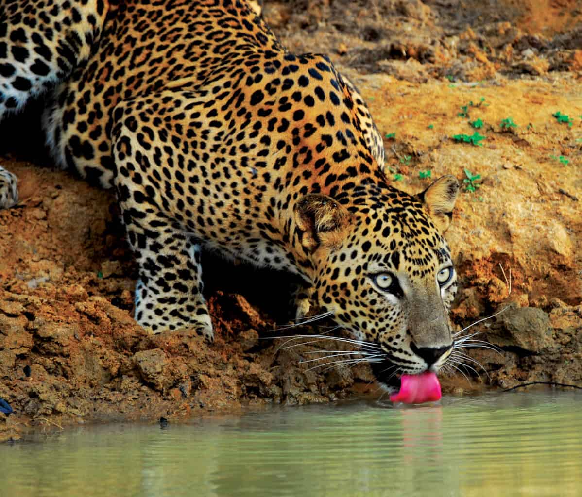 Yala National Park