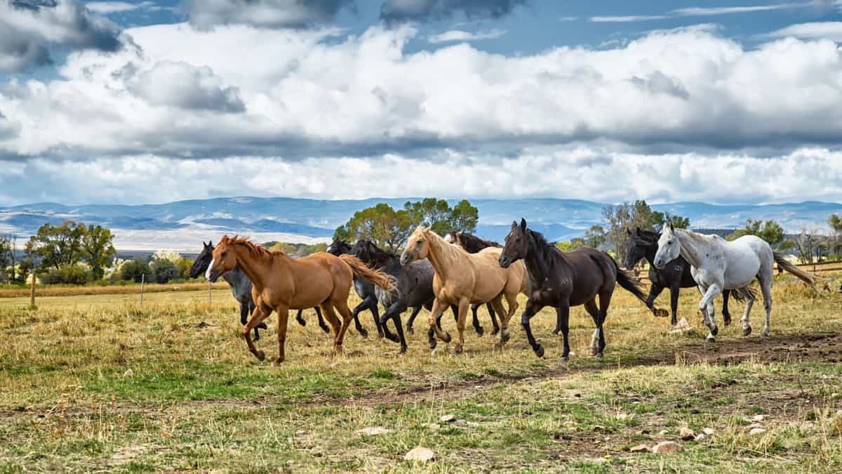 Brush Creek Luxury Ranch Family Dude Ranch