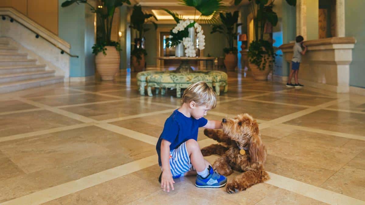 four seasons palm beach therapy dog