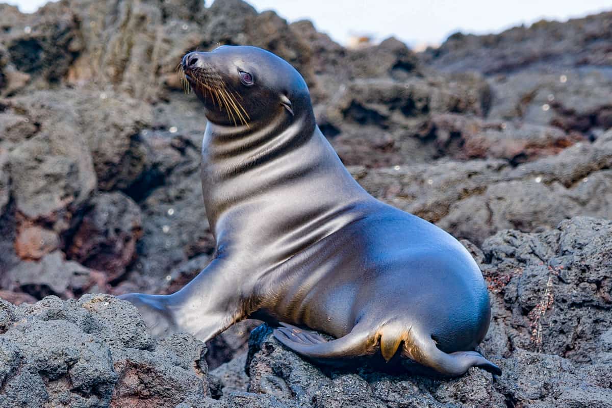 galapagos islands for families