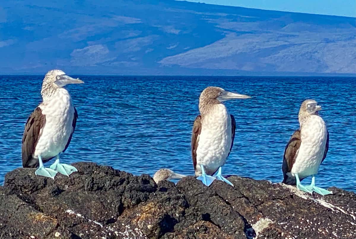galapagos blue footed booby