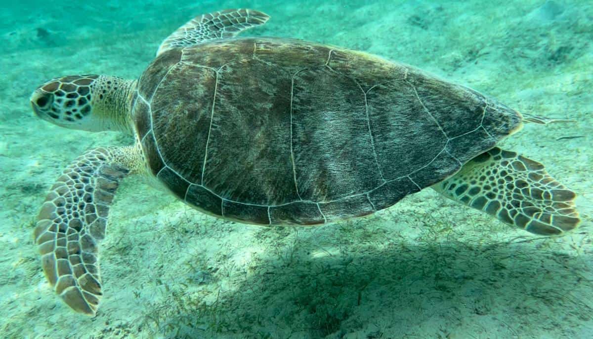  Beach Sea Turtles