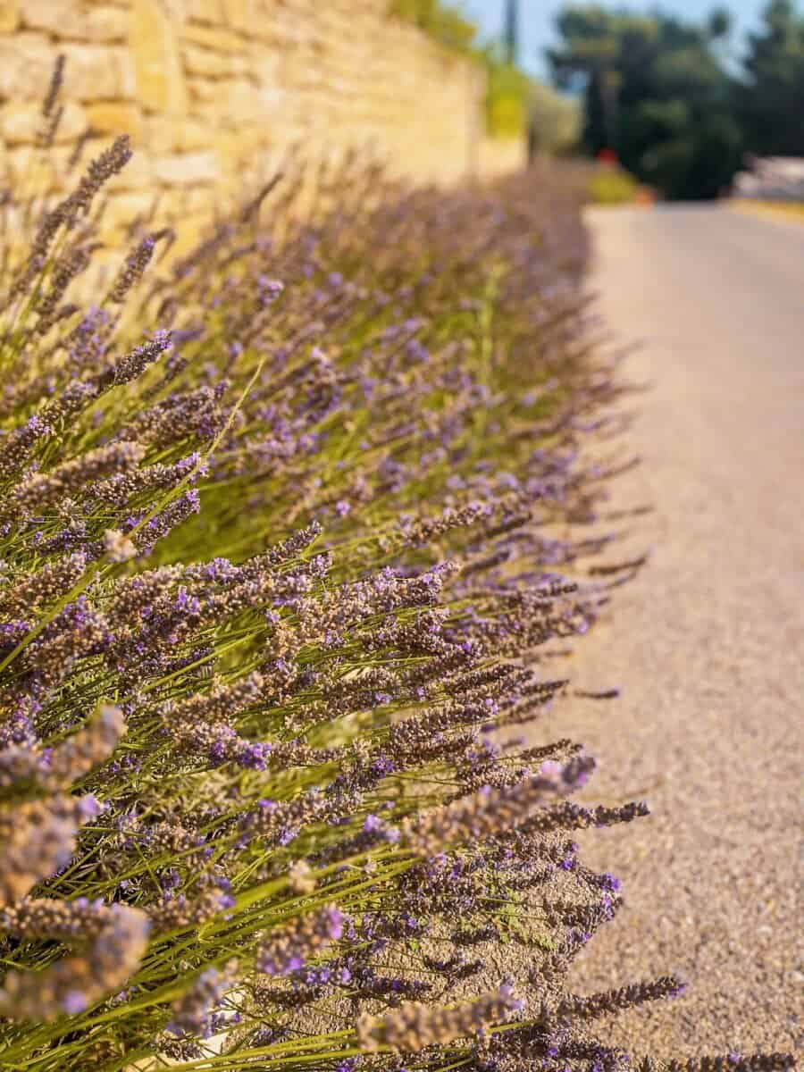 lavender bushes lined along the ground