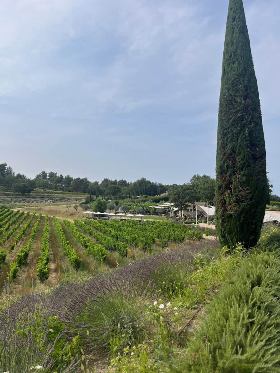 vineyard landscapes with blue skies