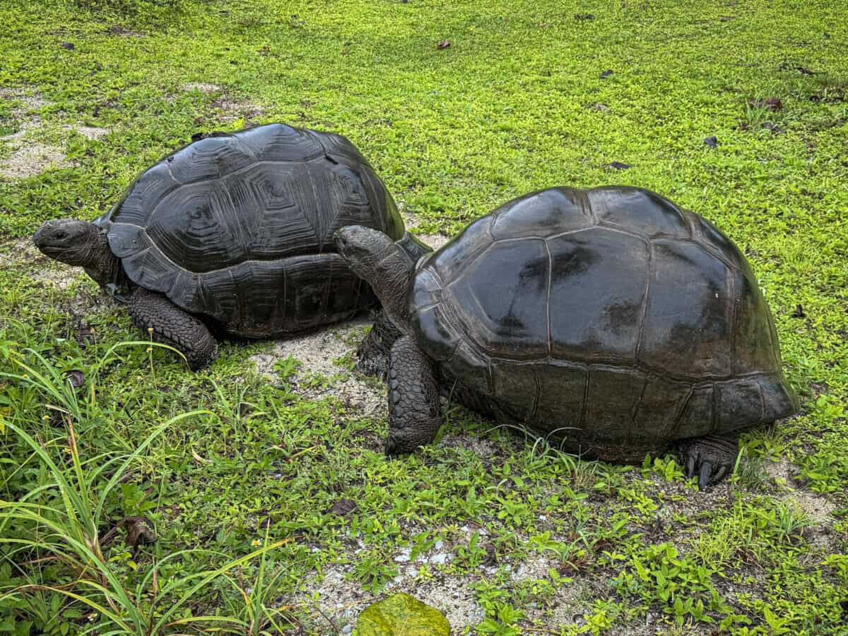 two large tortoises on grass in Seychelles