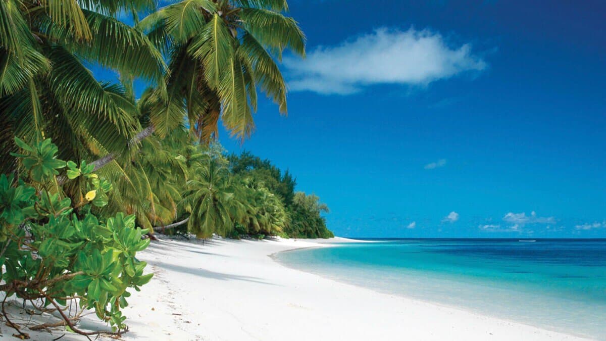 white sand beach with palm trees and blue skies in Seychelles