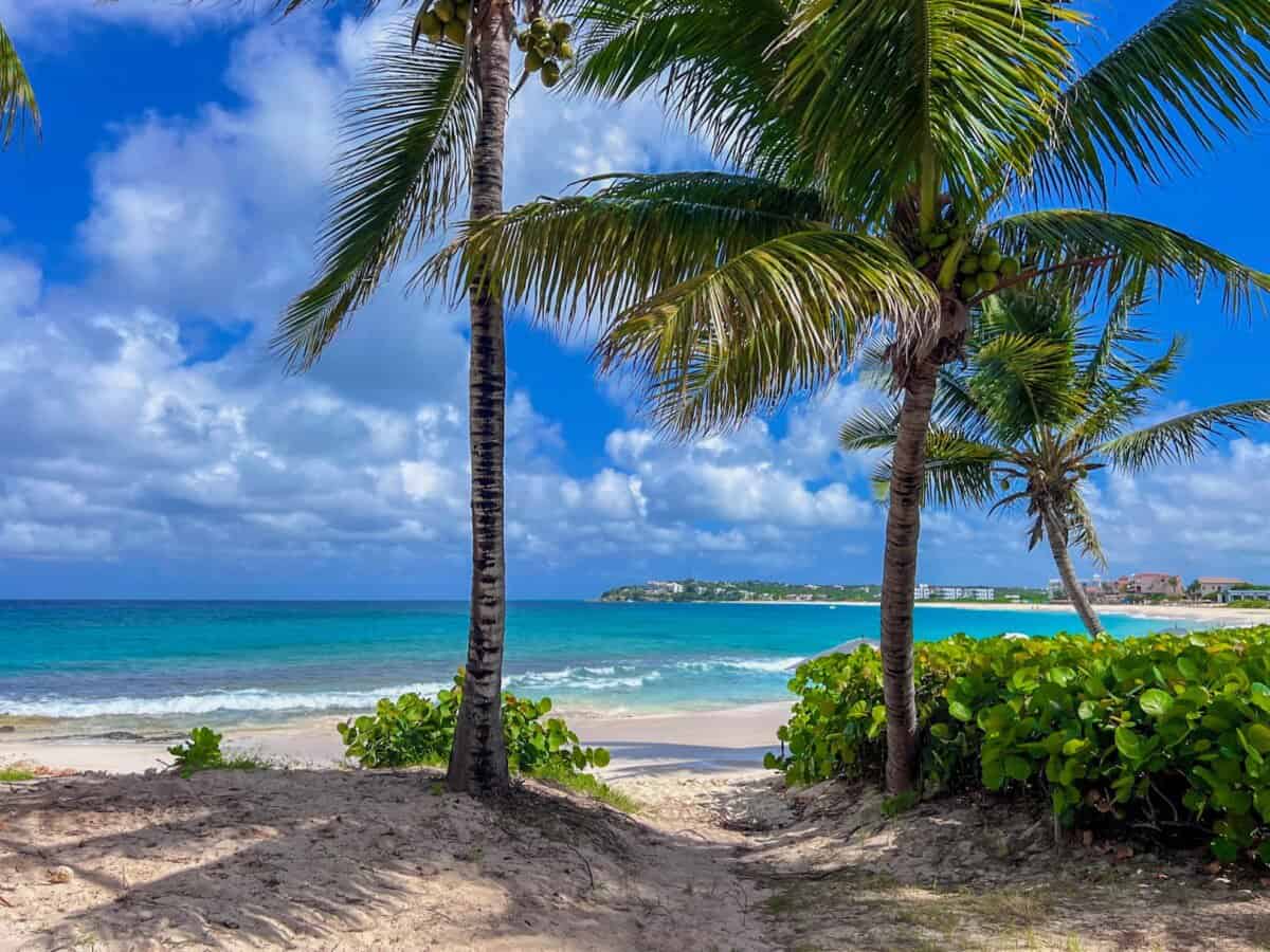 palm trees with turquoise waters in backdrop at Anguilla Four Seasons